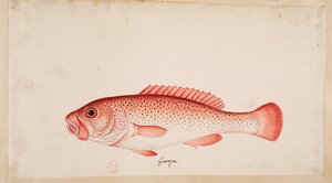 A fish. by Mark Catesby