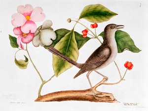 Dogwood: Cornus florida, and Mocking Bird from the Natural History of Carolina