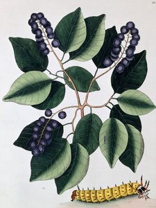 Pigeon Plum and a Great Horned Caterpillar by Mark Catesby