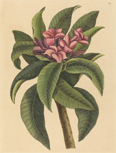 Red Frangipanni Plumeria rubra by Mark Catesby