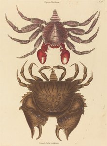 Red Mottled Rock-crab Cancer grapsus, published 1731-1743