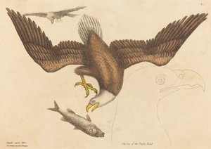 The Bald Eagle