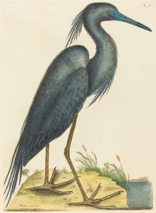 The Blue Heron by Mark Catesby