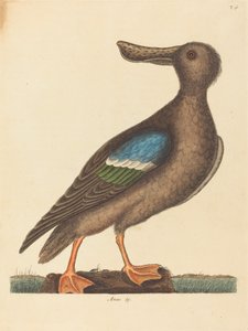 The Blue Winged Shoveler Anas clypeata foemina, published 1754