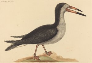 The Cutwater Rhynchops nigra, published 1731-1743