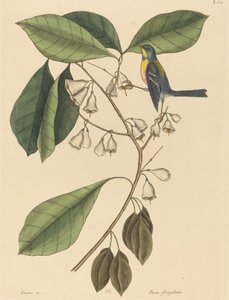 The Finch Creeper Parus americanus, published 1731-1743