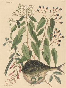 The Globe Fish by Mark Catesby