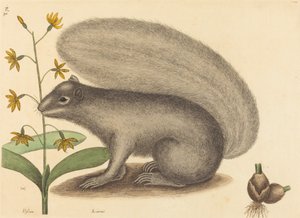 The Grey Fox Squirrel Sciurus Cinereus