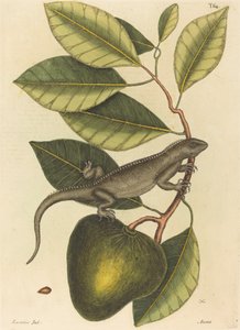 The Guana Lacerta Iguana by Mark Catesby