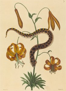 The Hog-nose Snake by Mark Catesby
