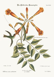 The Hummingbird, 1749-73 by Mark Catesby
