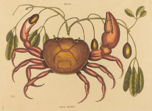 The Land-Crab, Published 1731-1743
