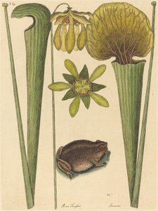 The Land Frog Rana by Mark Catesby