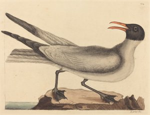 The Laughing Gull