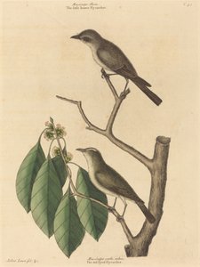 The Little Brown Flycatcher by Mark Catesby