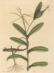 The Lyon Lizard (Lacerta 6-lineata) by Mark Catesby