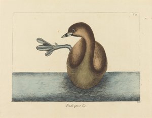 The Pied-billed Dobchick (Colymbus podiceps) by Mark Catesby