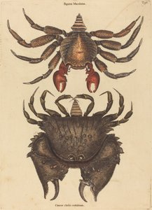 The Red Mottled Rock-crab
