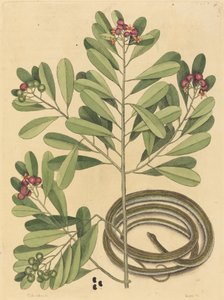 The Ribbon Snake Coluber Saurita, published 1731-1743