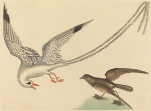The Rice-bird (Emberiza oryzivora) by Mark Catesby