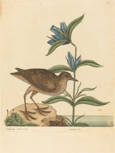 The Sora Rail by Mark Catesby