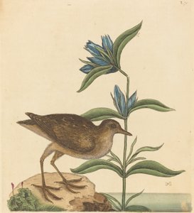 The Soree Rallus Virginianus, published 1731-1743 by Mark Catesby