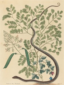 The Spotted Ribbon Snake Coluber nebulosus, published 1731-1743