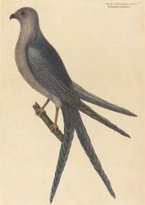 The Swallow Tail Hawk Falco furcatus, published 1754