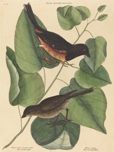The Towhe Bird by Mark Catesby