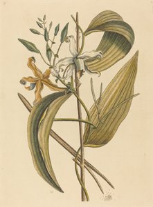 The Vanelloe Epidendrum Vanilla by Mark Catesby