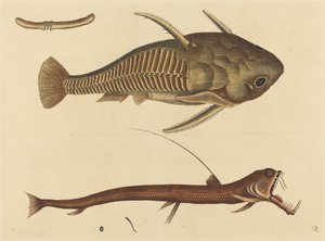 The Viper-mouth Silurus cataphractus, published 1731-1743 by Mark Catesby
