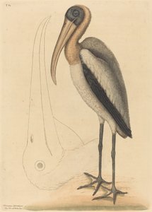 The Wood Pelican Tantalus Loculator, published 1731-1743 by Mark Catesby