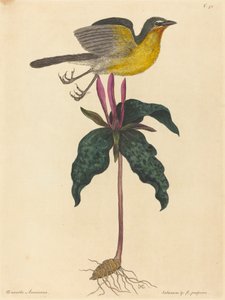 The Yellow-breasted Chat, published 1754 by Mark Catesby