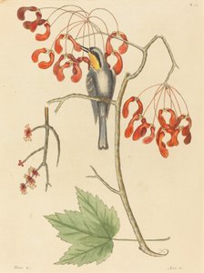 The Yellow Throated Creeper by Mark Catesby