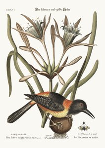 The Yellow and Black Pye by Mark Catesby