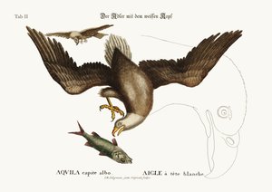 The White-Headed Eagle, 1749-73