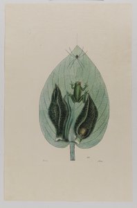 Tree Frog by Mark Catesby