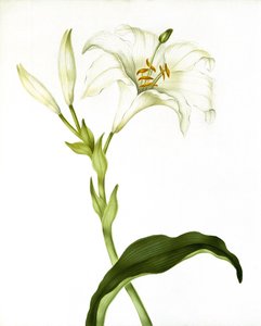 Lily