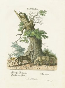 Small Anteaters Under a Tree
