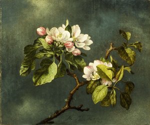 Apple Blossoms