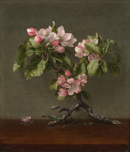 Apple Blossoms
