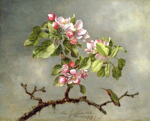 Apple Blossoms and a Hummingbird
