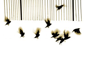 Starlings, 2003