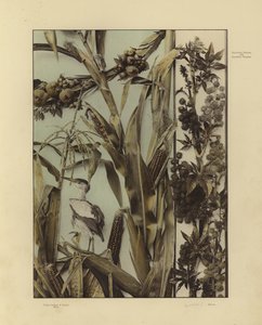 One of Martin Gerlach’s Festons und Decorative Gruppen