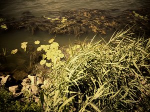 By the River