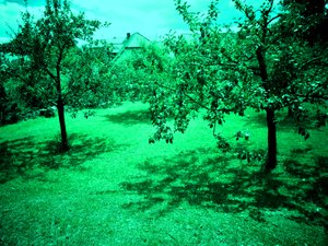 Apple Trees by Martina Konitzky