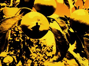 Apple Tree by Martina Konitzky