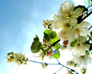Tree Blossoms 1