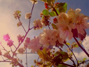 Tree Blossoms 2