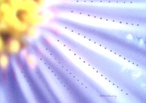 Blue Flower by Martina Konitzky